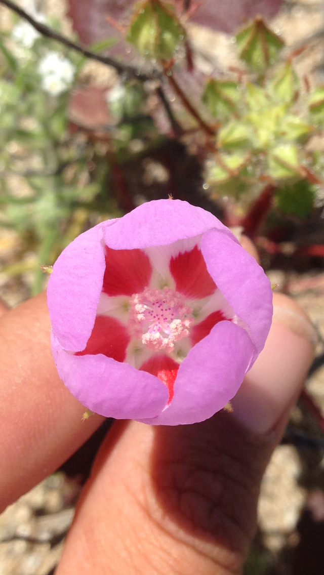 Color photo of a small, pink flower, with five darker pink spots near the center. Photo: Sam King