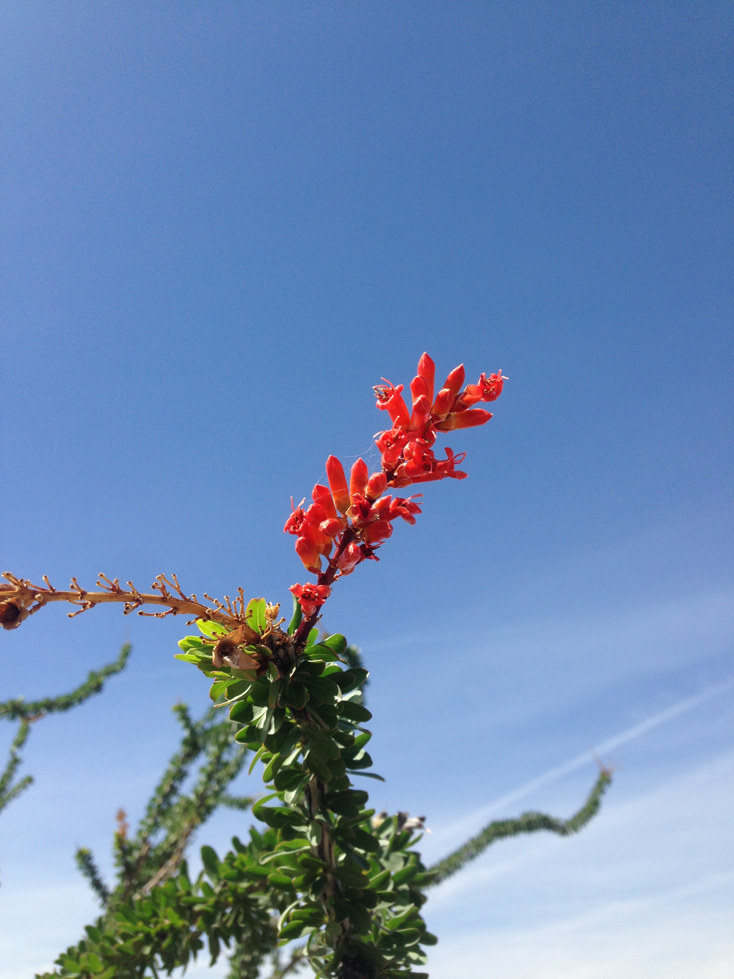 Color photo close up of a red, podded, ocotillo flower. Photo: Sam King