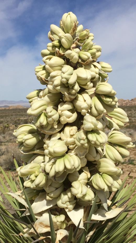Joshua trees (Yucca brevifolia) close up photo of thick popcorn-like, cream-colored flowers sitting atop thin green spikes leaves