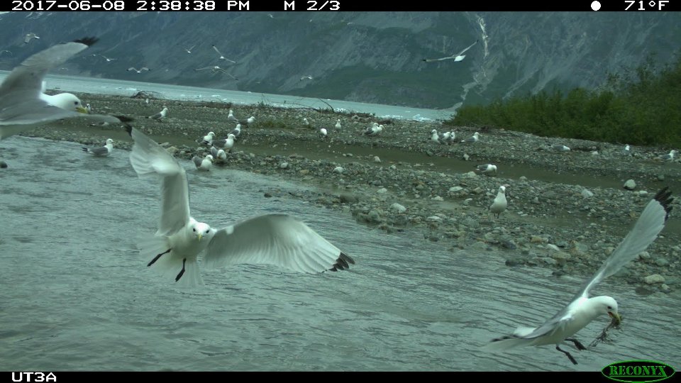 Black-legged Kittiwakes photographed by motion sensor camera in Tarr Inlet.