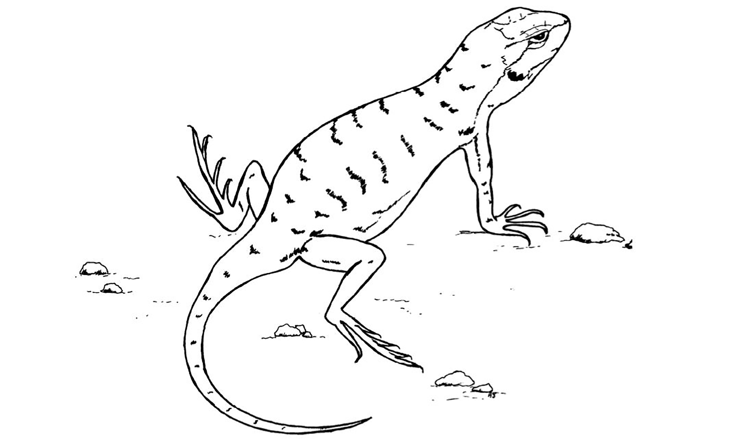 a line drawing of a lizard