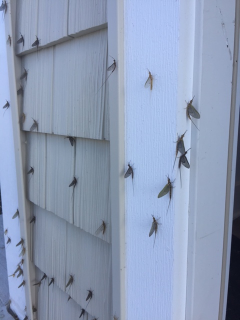 Mayflies on Building Mayflies on a park building