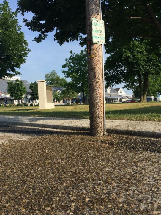 Mayflies Mayflies covering utility pole and ground