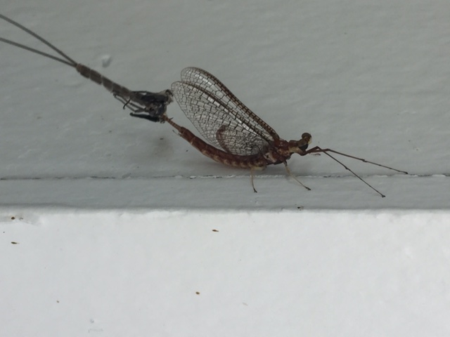 This Mayfly has shed its exoskeleton and is now a mature adult. This Mayfly has shed its exoskeleton and is now a mature adult.