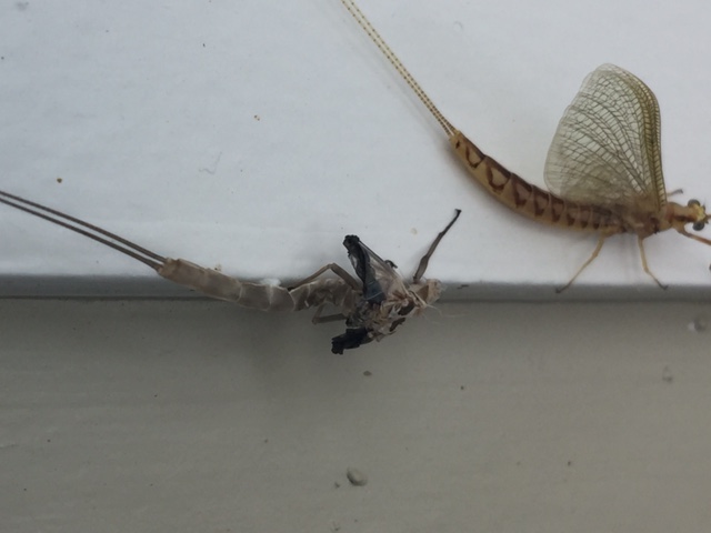 The exuvier or shed skin is left behind. The exuvier or shed skin is left behind.