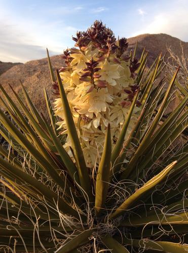 Mojave yuccas (Yucca schidigera) a tall stalk covered in thick, cream-colored flowers extend over a base of upturned green spiked yucca leaves