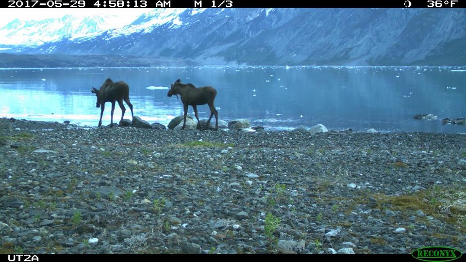 moose Two young bull moose photographed by motion sensor camera in Tarr Inlet.