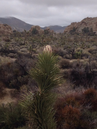 Color photo of Joshua tree flower about to bloom near Barker Dam. NPS / Neil Frakes