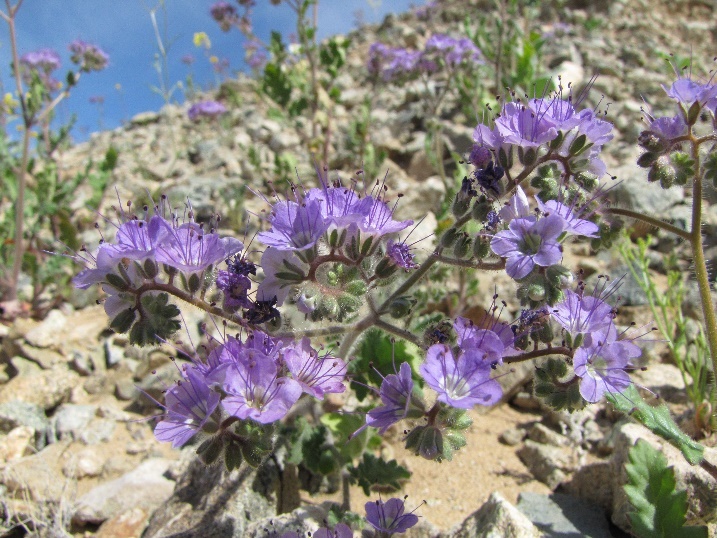 groups of purple flowers grow at the end of branching stalks on a gravel slope