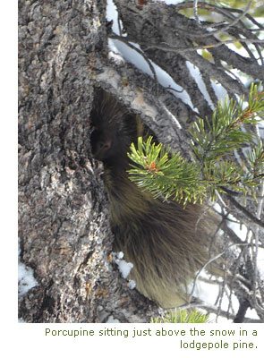 Porcupine in lodgpole pine Porcupine in lodgpole pine