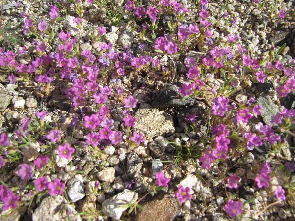 tiny purple flowers grow on the ground's surface