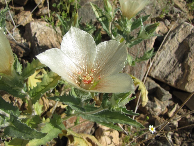 a pale white flower with a pinkish center grows in gravel