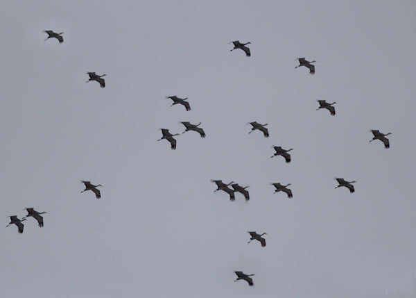 sandhill cranes flying