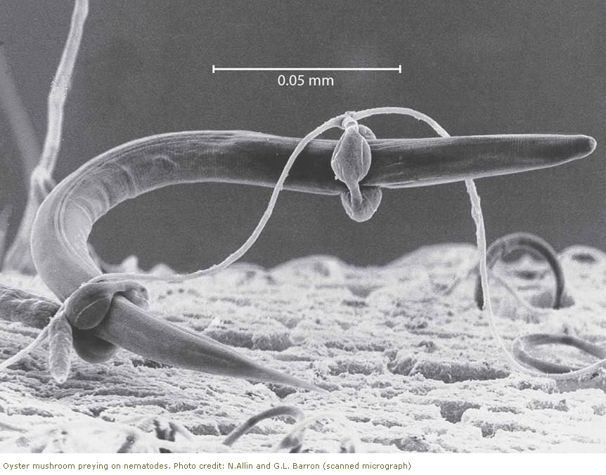 Black and white scanned image of mushroom eating nematode