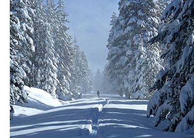 Skier Along Tioga Road