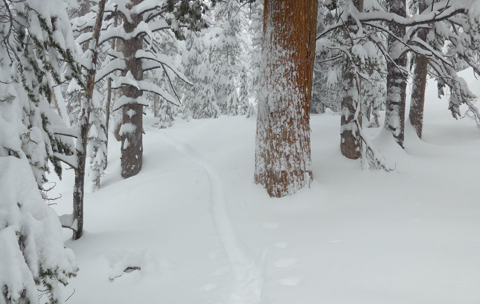 Ski Tracks in Tuolumne Meadows fresh snow Ski Tracks in Tuolumne Meadows fresh snow