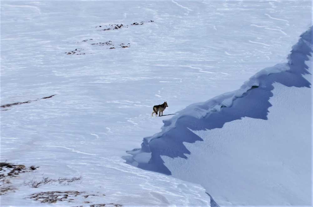 a wolf running across a snowy field