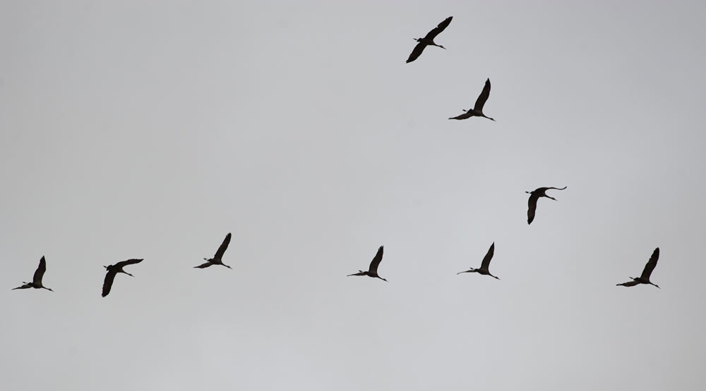 cranes cranes flying in a vee formation