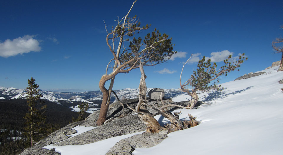 Tuolumne Meadows area on December 31, 2016 with lodgpole pine in foreground