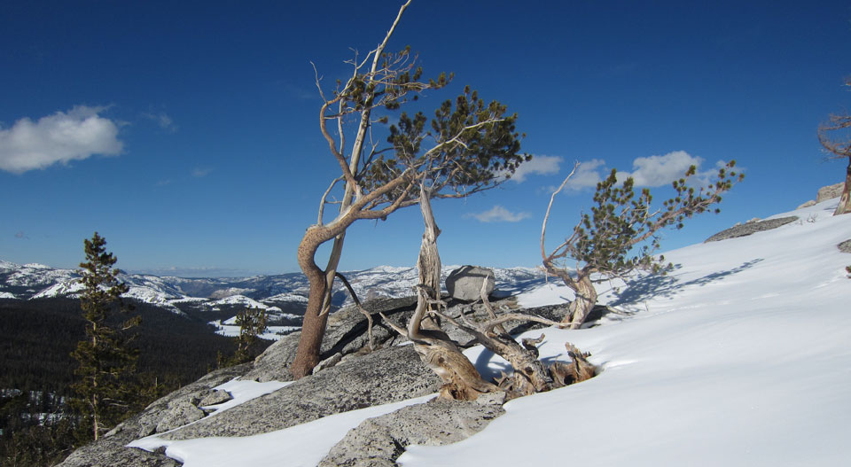 Tuolumne Meadows area on December 31, 2016 with lodgpole pine in foreground Tuolumne Meadows area on December 31, 2016 with lodgpole pine in foreground