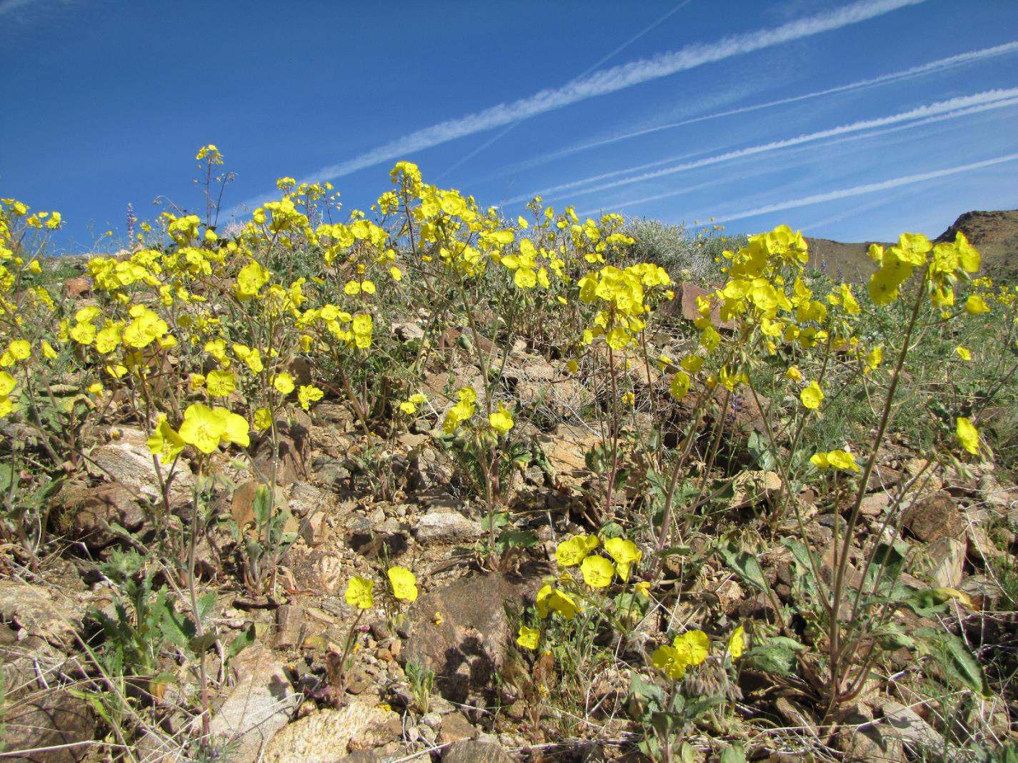 groups of yellow flowers grow under a blue sky