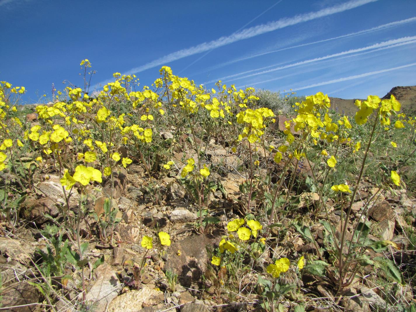 Yellowcups (Chylismia brevipes) groups of yellow flowers grow under a blue sky