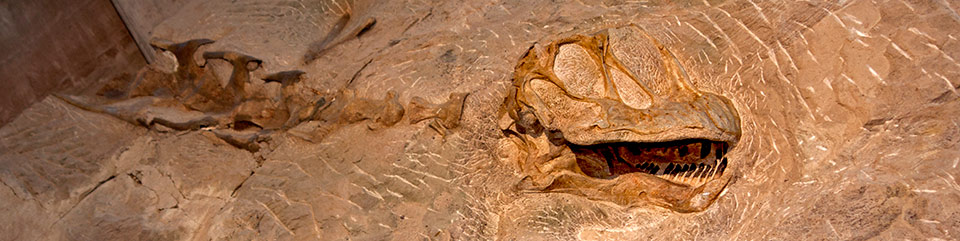 Photo of dinosaur skeleton embedded in stone