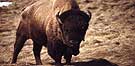 Bison in Yellowstone.