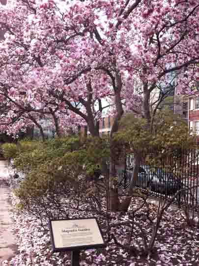 Magnolia Garden - Independence National Historical Park (U.S. National