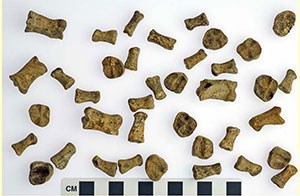Photograph shows roughly three dozen small pieces of pig’s feet bones against a white background.