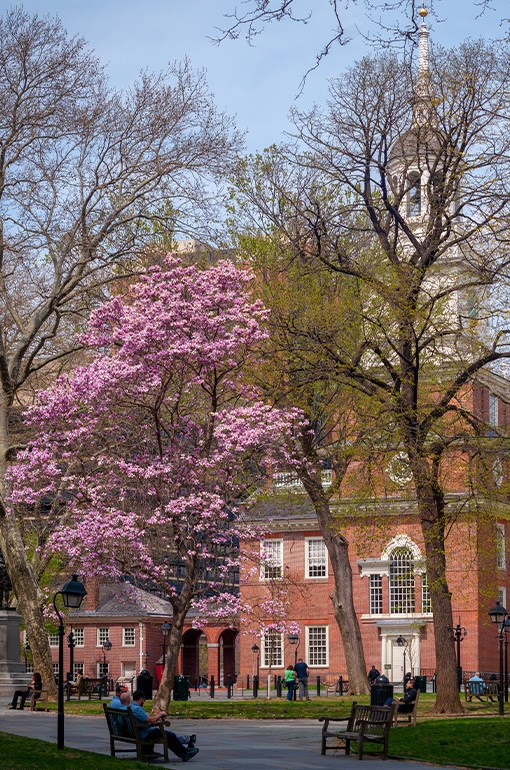 Visitors seated on a park bench with a magnolia tree blooming pink flowers and Independence Hall in the background.