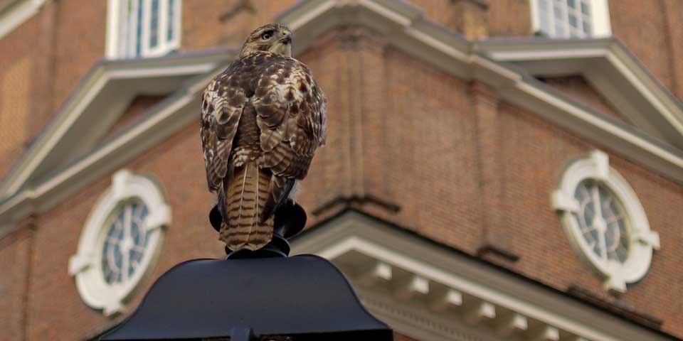 Color photo of a hawk sitting on top of a lamp post in front of a red brick building.