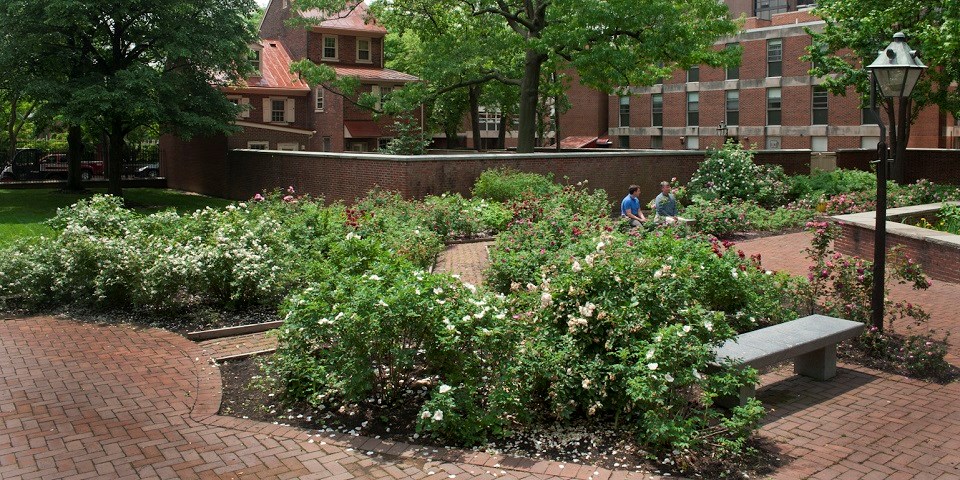 Color photo of multiple rosebushes in bloom while two men sit on a nearby bench.