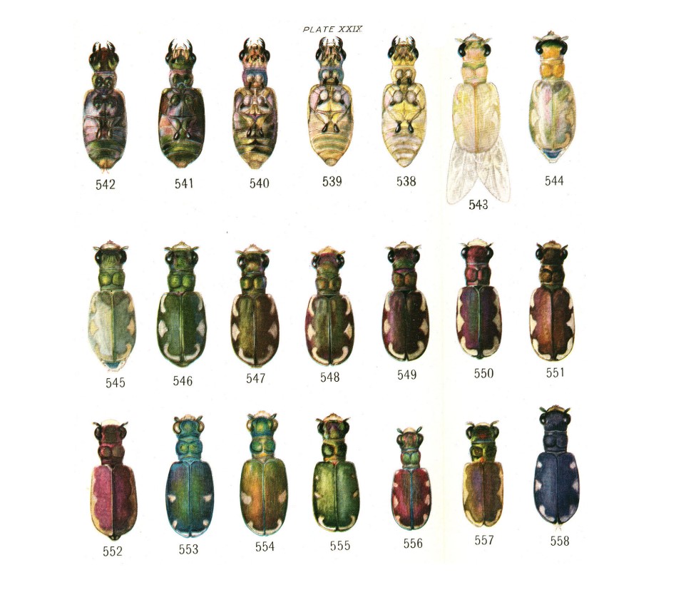 Illustrations of tiger beetles by Victor Shelford from his 1917 work Illustrations from an early book by Shelford including many views of colorful tiger beetles