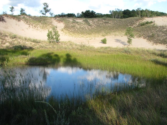 Photograph of an intradunal wetland at West Beach; reflective blue waters are surrounded by green emergent vegetation. A partially vegetated sand dune lines the background of the photo, with a sliver of blue sky and white clouds overhead.