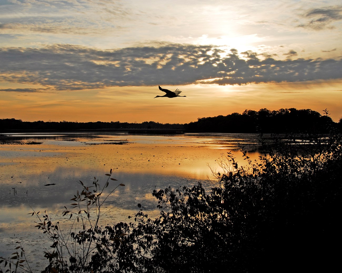 The sky is orange as the sun sets behind the Great Marsh. A Great Blue Heron lands in the still waters.