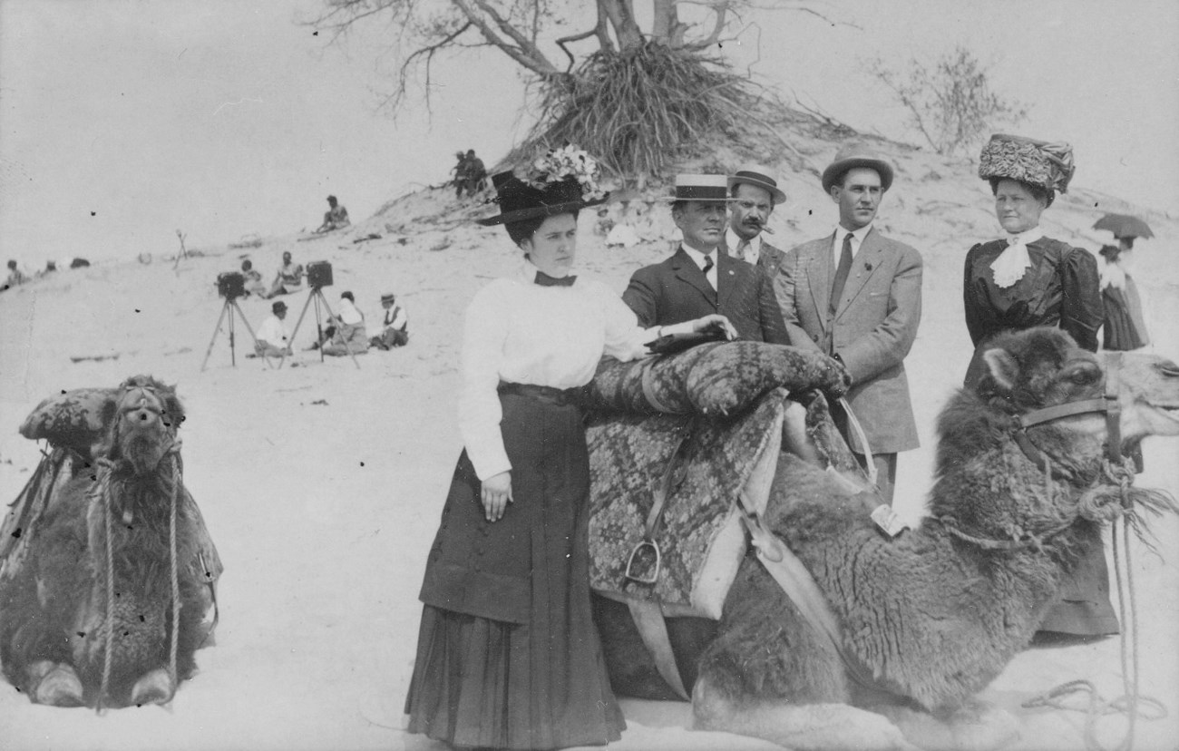 Black and white photograph circa 1910 of two camels at Indiana Dunes surrounded by well-dressed people