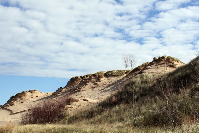 Marram grass-covered knobs of sand on the lake-side of Mount Baldy sand dune.