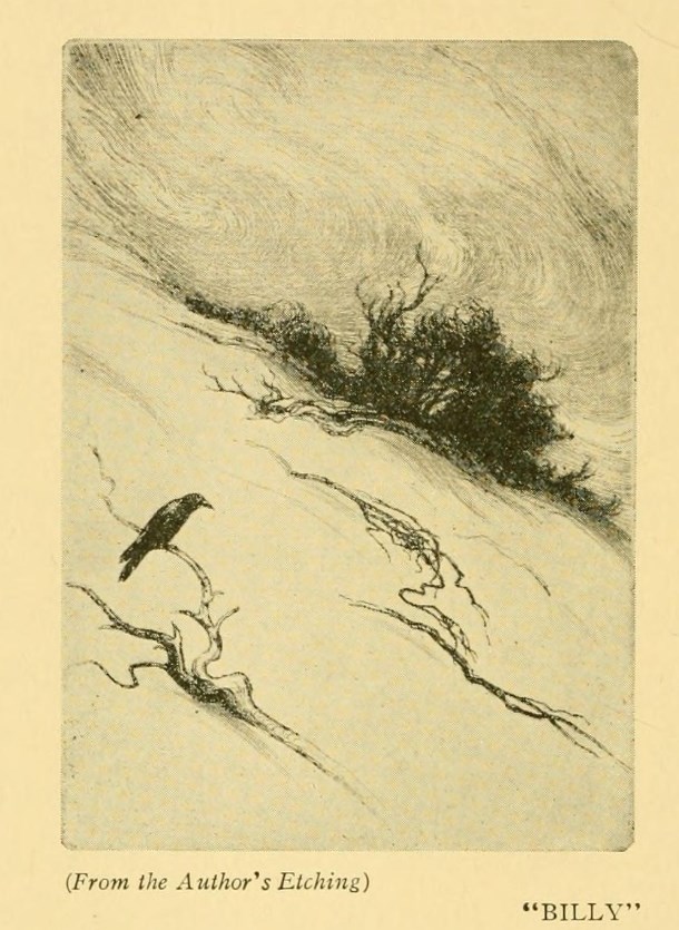 Historic etching by Earl Reed of a crow named Billy perched on a branch along the lakefront.