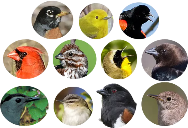 Birds - Indiana Dunes National Park (U.S. National Park Service)