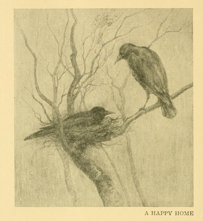 Historic etching by Earl Reed of two crows in a tree; one is sitting in a nest and the other is beside it