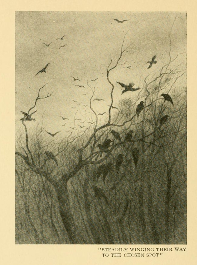 Historic etching by Earl Reed depicting dozens of crows perched in a bare tree and flying above it