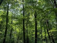 Green, leafy, forested area