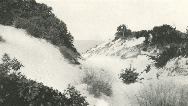 Historic photograph of large sand dunes capped with trees