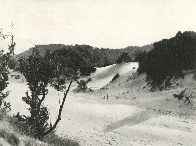 Black and white photograph of a sand dune scene showing large swaths of open sand with surrounding forest