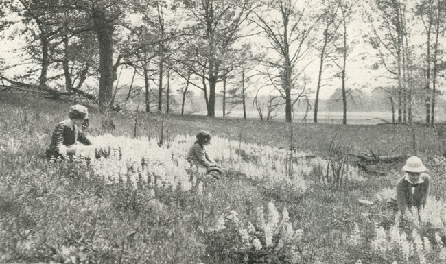 Historic photograph of three women seated among bloom sof lupine on a hill of sand.