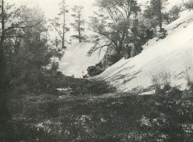 Loose sand of a moving dune falls into a verdant nook, covering trees and vines