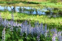 Lupine flowers with light blue blooms on upright stalks carpet the beach ridges of Miller Woods