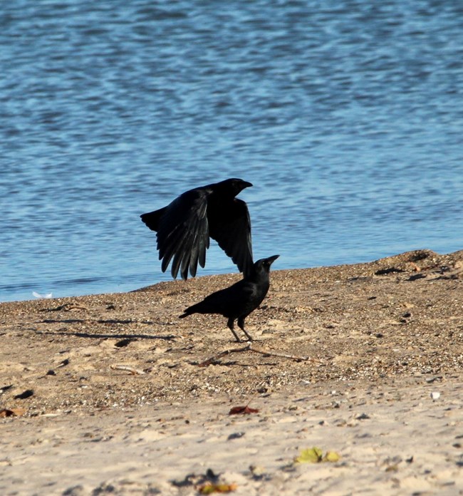 Crows on beach Two American crows on a sandy beach. One is resting on the shore while the other flies directly above it.