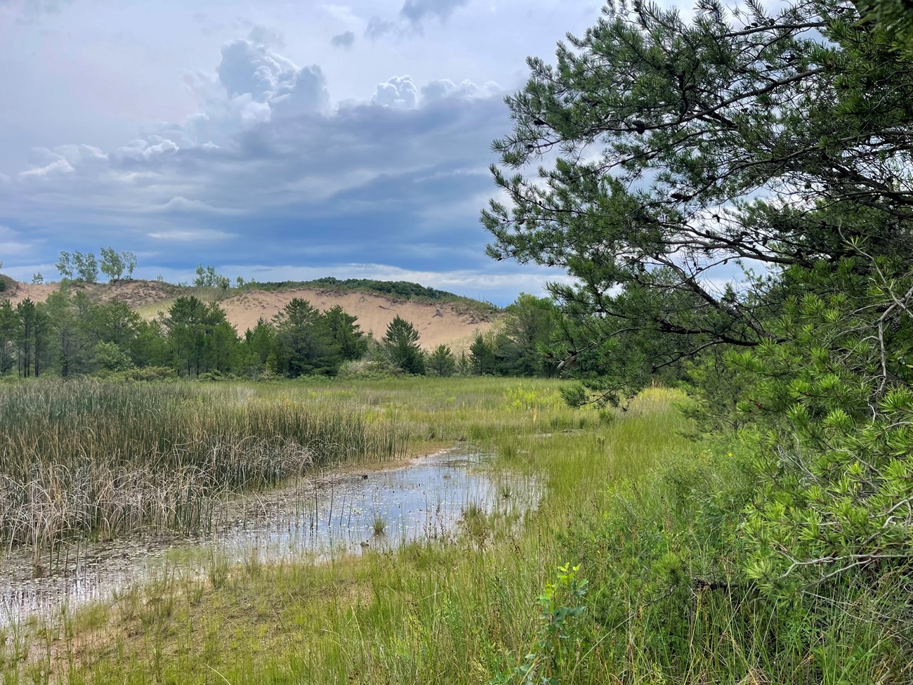 Intradunal wetland (panne) with jack pine trees (Pinus banksiana). Intradunal wetland with sedges, rushes, and other wetland vegetation surrounded by sand dune and jack pine trees.